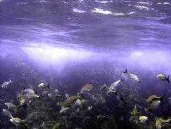 Reef Dance

Reef at Lands End in Cabo San Lucas by Jeffery Jones 